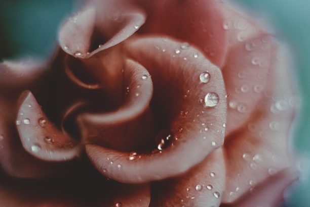 macro-867631_1920
