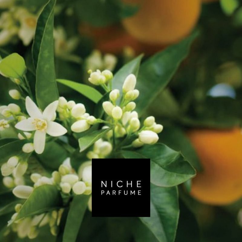 neroli-1140x1140